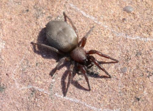 Scotophaeus sp.